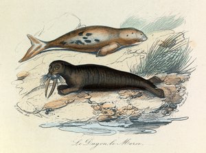 Illustration aus dem Buch "Gesammelte Werke von Buffon": Les Quadrupedes: Le dugon et le walrus (Gravur) von Unknown artist