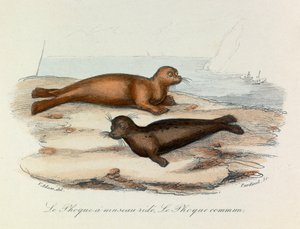 Illustration aus dem Buch "Gesammelte Werke von Buffon": Die Vierfüßler: Die Robbe mit Schnauzenfalte und die Robbe (Gravur) von Unknown artist