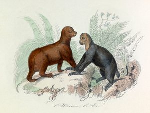 Illustration aus dem Buch "Gesammelte Werke von Buffon": Die Vierfüßler: Das Faultier und das Ai (Gravur)