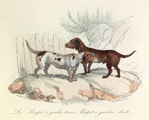 Illustration aus dem Buch "Gesammelte Werke von Buffon": Die Tiere: Der Basset mit krummen Beinen und der Basset mit geraden Beinen