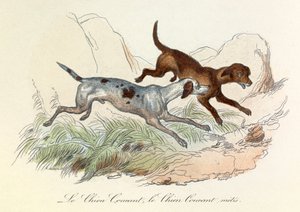 Illustration aus dem Buch "Gesammelte Werke von Buffon": Die Tiere: Der Laufhund und der Mischlingslaufhund von Unknown artist