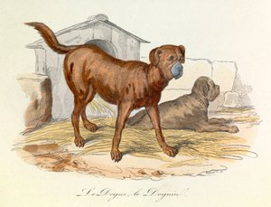 Illustration aus dem Buch "Gesammelte Werke von Buffon": Die Tiere: Der Dogge und der Doguin (Gravur) von Unknown artist