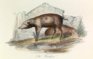 Illustration aus dem Buch "Gesamtausgabe von Buffon": Die Tiere: Der Pichon (Gravur)