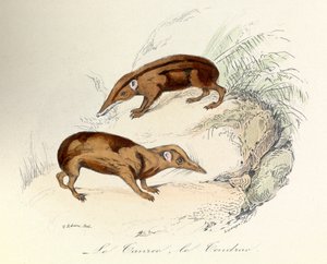 Illustration aus dem Buch "Gesammelte Werke von Buffon": Die Tiere: Der Tanrek und der Tendrak von Unknown artist