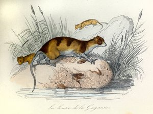 Illustration aus dem Buch "Gesammelte Werke von Buffon": Die Haustiere: Der Otter von Guiana (Gravur) von Unknown artist