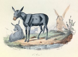 Illustration aus dem Buch "Gesammelte Werke von Buffon": Die Tiere: Der Esel (Gravur)