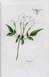 Jasmin