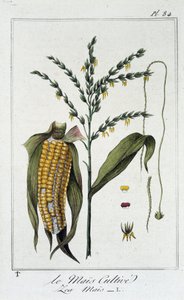 Der kultivierte Mais (Les Mais) - in „Übungen der Botanik für den Gebrauch der Händler“, geschrieben von J.C. Philibert, Druckerei von Crapelet, Paris
