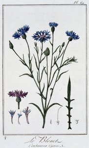 Die Kornblume (Centaurea Cyanus) - in „Übungen der Botanik für den Gebrauch der Händler“, geschrieben von J.C. Philibert, Druckerei von Crapelet, Paris von Unknown artist