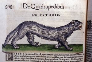 Le fertois - in Historia Animalium von Conrad Gesner (1516-1565), Tiguri von Unknown artist