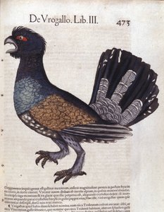 Le grand grouse (oder großer Auerhahn) in Historia Animalium von Conrad Gesner (1516 - 1565), Tiguri