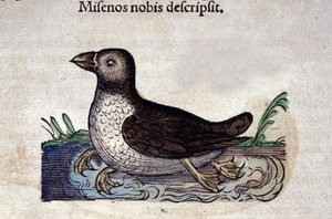Der Meeresvogel in Historia Animalium von Conrad Gesner (1516 - 1565), Tiguri von Unknown artist