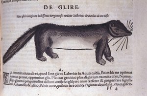 Der Siebenschläfer in Historia Animalium von Conrad Gesner (1516 - 1565), Tiguri von Unknown artist