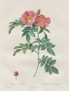 Die Rosen: Rosa Lucida von Unknown artist