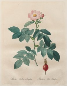 Die Rosen: Rosa villosa, pomifera von Unknown artist