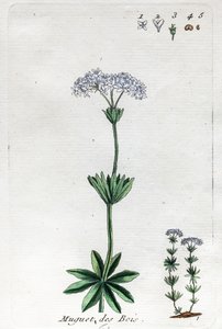 Maiglöckchen oder Waldmeister von Unknown artist