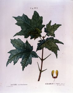 Ahornzweig. Botanische Tafel aus einem Herbarium vom Anfang des 19. Jahrhunderts