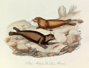 Meeresbär und Löwe klassifiziert nach Linné und Cuvier (Gravur) von Unknown artist