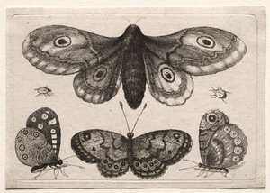 Muscarum Scarabeorum, vermiumque Variae Figure & Formae: Eine Motte, drei Schmetterlinge und zwei Käfer von Unknown artist