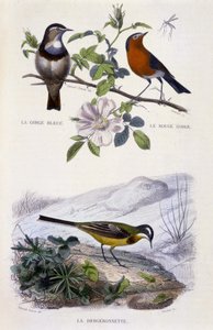 Naturgeschichtliche Tafel: Vögel: La gorge-bleu (Gorge Bleue), le rouge-gorge (Rouge Gorge) et la bergeronnette - in „Werke von Buffon, T.5, ed. Fume Jouvet & Cie von Unknown artist