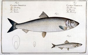 Naturgeschichtstafel: Hering (1) und Sardine (2) von Marc Elieser Bloch Ichthyologie Paris - Berlin - London 1787 von Unknown artist