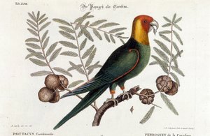 Ornithologie: Carolina-Papagei (Psittacus caroliniensis)