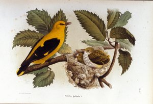 Ornithologie: ein Pirol in der Nähe des Nestes seiner Jungen.