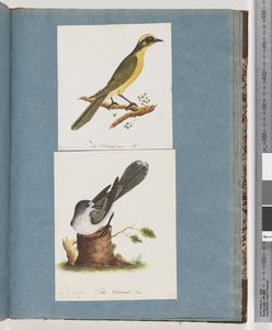 Seite 101. Gelbbüschelhonigfresser. 102. Unbekannter Vogel