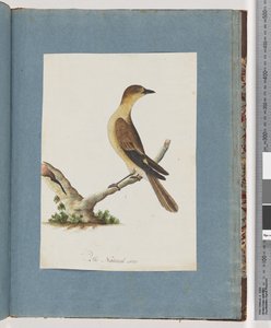 Seite 109. Unidentifizierter Vogel