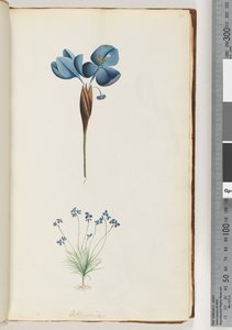 Seite 10. Pattersonia