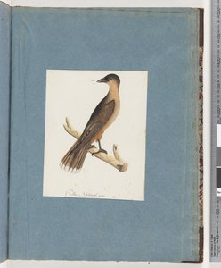 Seite 110. Unbekannter Vogel