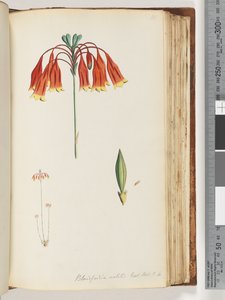 Blandfordia nobilis Exot. Bot. t. 4. Weihnachtsglocke