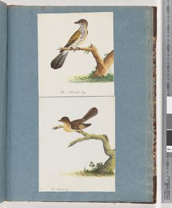 Seite 111. Unbekannter Vogel. 112. Unbekannter Vogel