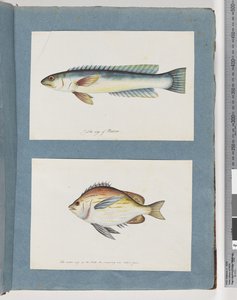Seite 11. Unidentifizierter Fisch. 12. Unidentifizierter Fisch