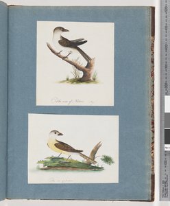 Seite 121. Unbekannter Vogel. 122. Unbekannter Vogel von Unknown artist