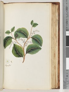 Seite 123. Vergrößert auf der Vorderseite von Unknown artist
