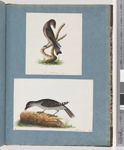 Seite 123. Unidentifizierter Vogel. 124. Unidentifizierter Vogel von Unknown artist
