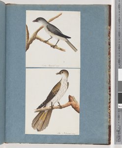 Seite 127. Unbekannter Vogel. 128. Unbekannter Vogel