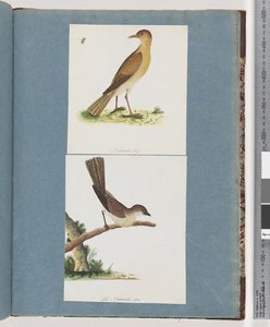 Seite 131. Unbekannter Vogel. 132. Unbekannter Vogel