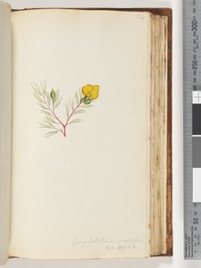 Seite 134. Gompholobium grandiflorum / Exot. Bot. t. 5