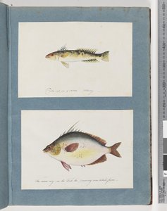 Seite 13. Unidentifizierter Fisch. 14. Unidentifizierter Fisch