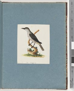 Seite 146. Unidentifizierter Vogel. Honigfresser