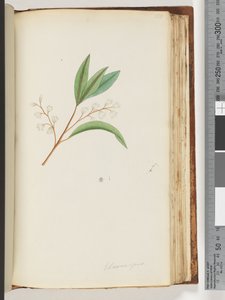 Seite 150. Elaeocarpus von Unknown artist