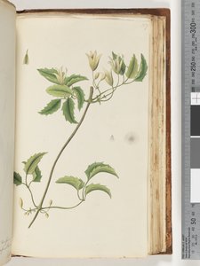 Seite 157. Unbekannte Pflanze von Unknown artist
