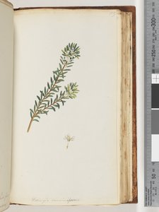 Seite 159. Westringea rosmariniformis