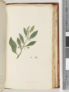 Seite 161. Myoporum von Unknown artist