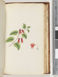 Seite 169. Unbenannte Blütenpflanze von Unknown artist