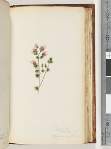 Seite 170. Decandria monogynia. Kalmoides von Banks von Unknown