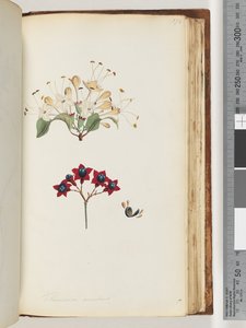 Seite 172. Volkameria scandens / Der Cumberland-Baum