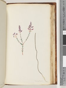 Seite 175. Comaspernia von Unknown artist